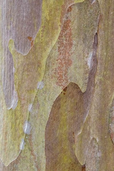 Bark of Crape Myrtle tree